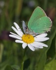 Farfallina