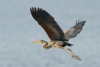 Rosso in volo