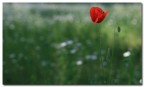 Canon 400D-canon ef 50 1.8