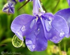 anche i fiori piangono
