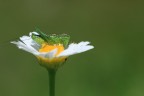 400D-Canon 100 macro 
f 9.0
1/500
ISO 400
Mano libera-leggero crop