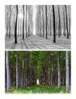Collage di stagioni