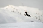 Uno dei miei soggetti preferiti, ho immagini ben pi ravvicinate ma preferisco qeuste in cui si apprezza l'ambiente in cui vive.....

Dati di scatto: Nikon D3; Nikon 500mm AF-S VR II; iso 800 f5 1/1250; capanno e cavalletto.