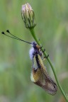 Libellula?