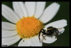 400D-Macro 100 f2,8
1/1000
f 8
ISO 400
Mano libera-(e un vento maledetto)