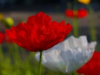 rosso e bianco