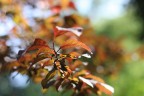 Prove di 50mm f 1.4