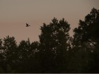 in volo