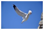 volo libero
