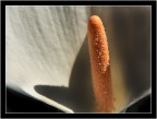 calla