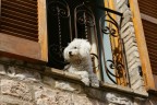 Affacciati alla finestra bello mio