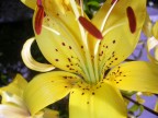 57  L'ANIMA.....DEL FIORE