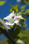 fiori di melo