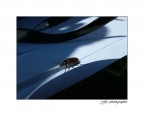 Microcosmos