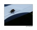Microcosmos