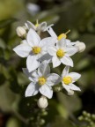 fiorellini