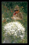 L'avevo scattata gi in questo senso(16:9),per non riprendere la solia farfalla.Volevo riprendere  anche il fiore ma ritagliato non mi piaceva moltod'altra parte mi rendo anche conto che disturbi un po' l'immagine....magari qualcuno di voi mi propone un taglio migliore e magari fato da voi non lo disdegno quanto i miei