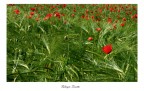 Coraggi rosso