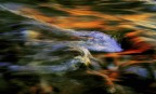 acqua