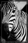 BW