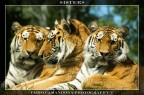 sisters