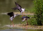 Cavalierte d'Italia (Himantopus himantopus)