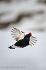 Anni fa non so cosa avrei dato per avere un immagine come questa, star dietro al loro volo con un focheggiamento manuale era impensabile e se riusciva era un colpo di ....fortuna.
Ora con i nuovi Autofocus le probabilit di averlo a fuoco sono alte ma bisogna sempre arrivarci vicino prima ;-)

Ciao

Gerardo