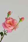 Delicate