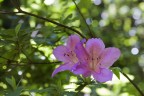 due fiori