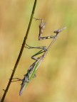 Empusa (3)