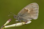 Coenonympha pamphilus