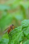 Empis Trigramma