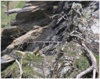 Purtroppo la distanza era tanta e ne ha perso della nitidezza la marmotta..