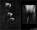 :: TULIPANI ...