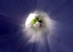 raggio di sole