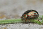 Cetonia Aurata