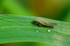 Cicadella