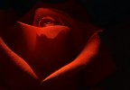 rosa rosae rosae..