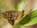 issoria lathonia