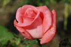 La Rosa