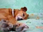 che sonno