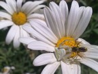 Quante volte ci siamo detti: ah se avessi avuto dietro la mia  reflex con il mio bell'obiettivo macro!
A me e' successo l'ultima volta stamattina, e per non perdere l'attimo ho tentato l'ultima possibilita': la fotocamera del cellulare.
Ho postato la foto certamente per provocazione, e per dimostrare che davanti ad un soggetto interessante questa puo' essere una soluzione estrema ma comunque appagante.
Da domani reflex e 90 macro sempre dietro!
Ciao a tutti