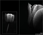 :: TULIPANI ...