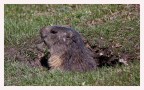 Una marmotta a Moncenisio...