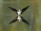 Cavaliere volante