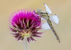 Libellula
