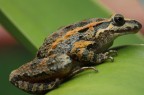 rana  2010    2