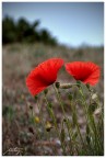 ...ovvero l'inflazionato papavero.

La giornata era uggiosa, la luce non aiutava per niente ma ci ho voluto provare comunque ;)

L'ho desaturata, aggiunto vignettatura e leggero rumore...

C&C graditissimi :)