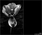 :: TULIPANI ... [01-04]
