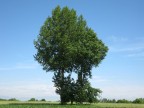 natura